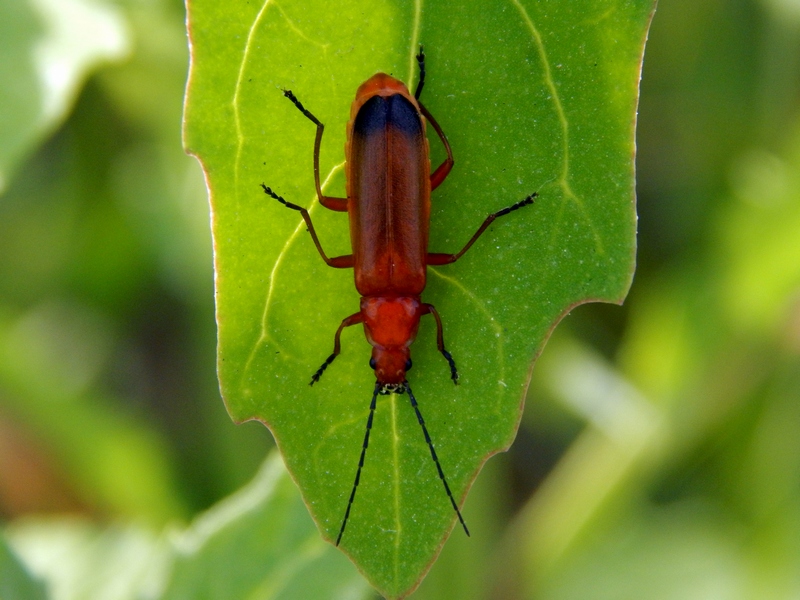 Rhagonycha fulva